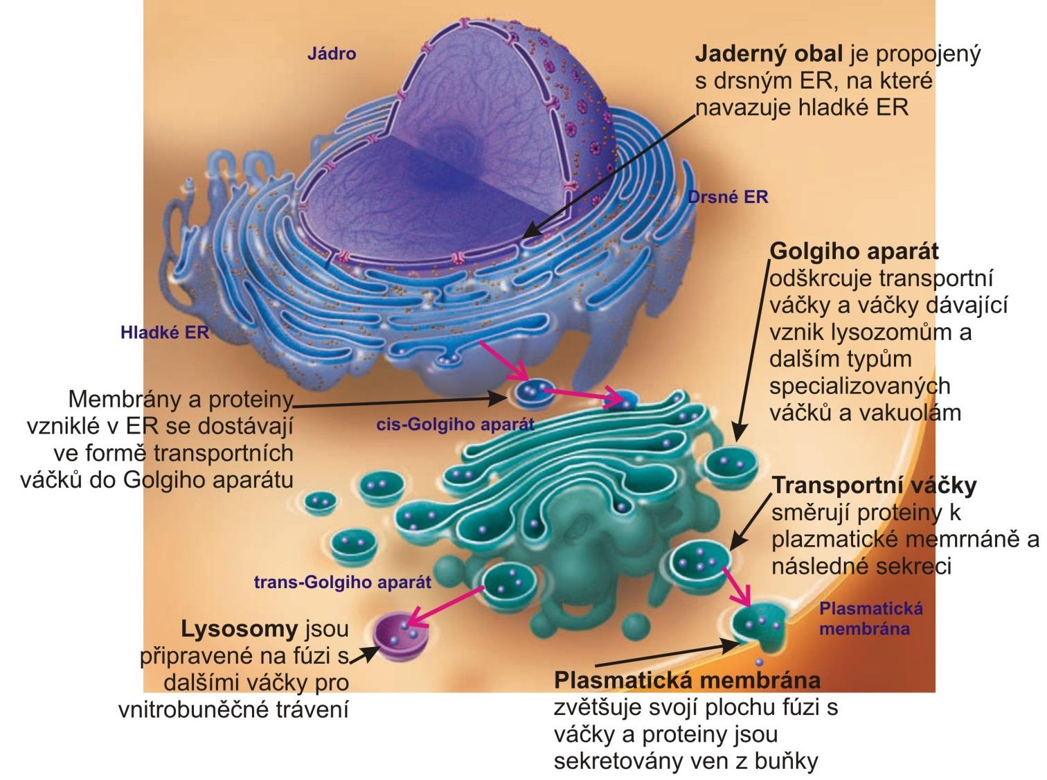 Campbell biology 10ed (Reece JB, Urry LA, Cain ML, Wasserman SA, Minorsky PV, Jackson RB, Pearson Education, 2014, ISBN 978-0- 321-77565-8) Membránové organely endomembránový systém přímý