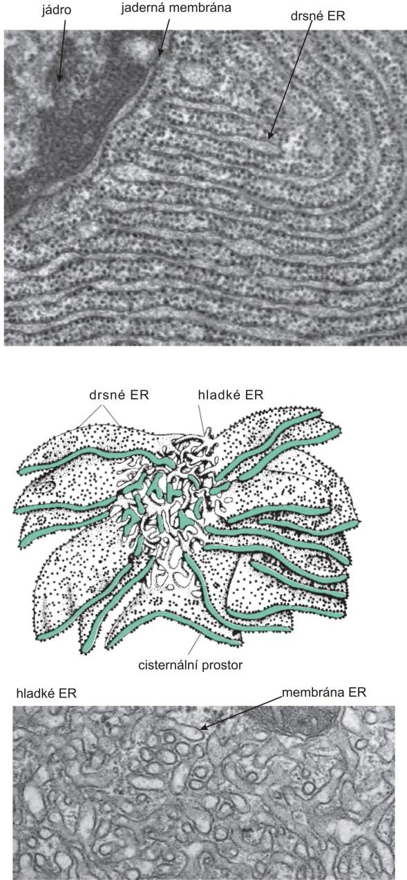 endomembránový systém endoplazmatické retikulum Významné funkce Drsné ER - ribosomy syntetizují protein přes pór přímo do cisternálního prostoru - syntéza sekrečních proteinů / peptidů (např.