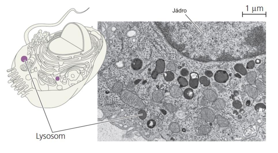 endomembránový systém lysosomy kulovité membránové organely obsahující hydrolasy počet v buňce a velikost regulovány pomocí transportních váčků, závisí na druhu tkáně fúze s endosomy regulovaná