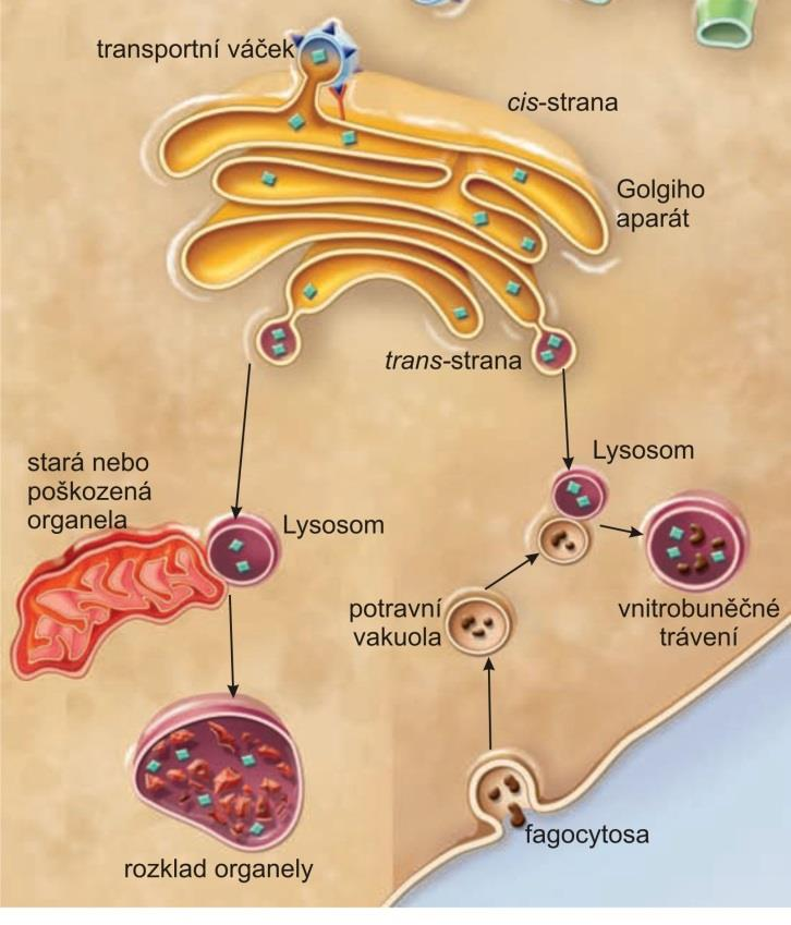 endomembránový systém lysosomy autofagie lysosomální degradace cytosolického materiálu aktivováno v průběhu stresu (například nedostatek aminokyselin nebo virová a některé bakteriální infekce)