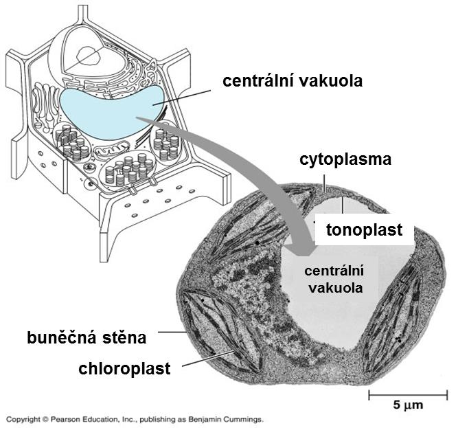 endomembránový systém vakuoly - rostlinná vakuola - vzniká z ER a GA - ohraničena tonoplastem (membrána) Významné funkce - udržování stálosti cytoplazmy (např.