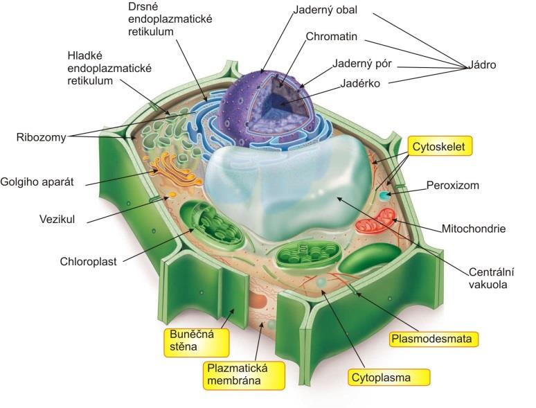 Buňka ribosomy, centrioly jádro živočišná buňka membránový systém endoplazmatické retikulum, Golgiho aparát, lysosomy semiautonomní organely mitochondrie,