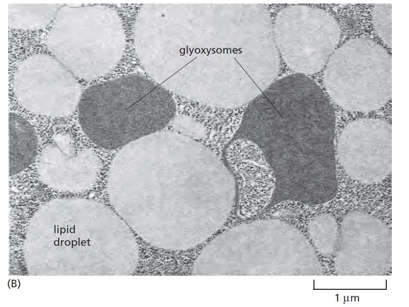 endomembránový systém mikrokompartmenty peroxisomy glyoxisomy hydrogenosomy glykosomy předpoklad společného původu malé sférické nebo elipsoidy, průměr 0,1 1,5 mm ohraničené jedinou