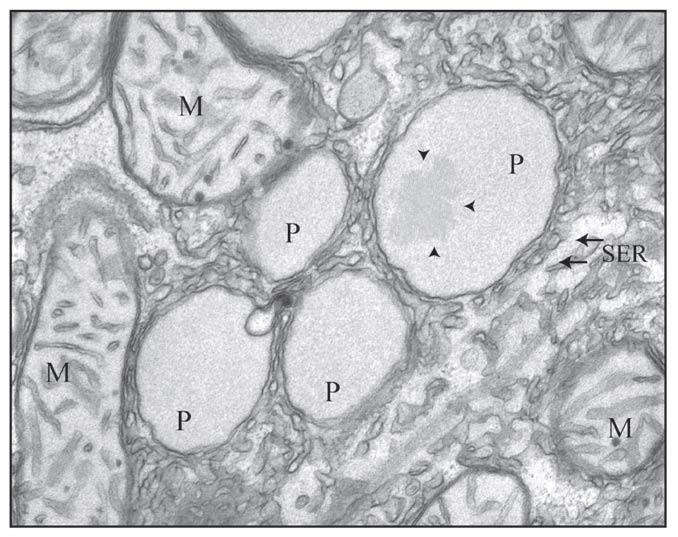 The Biogenesis of Cellular Organelles, edited by Chris Mullins. 2005 Eurekah.com and Kluwer Academic/Plenum Publishers.