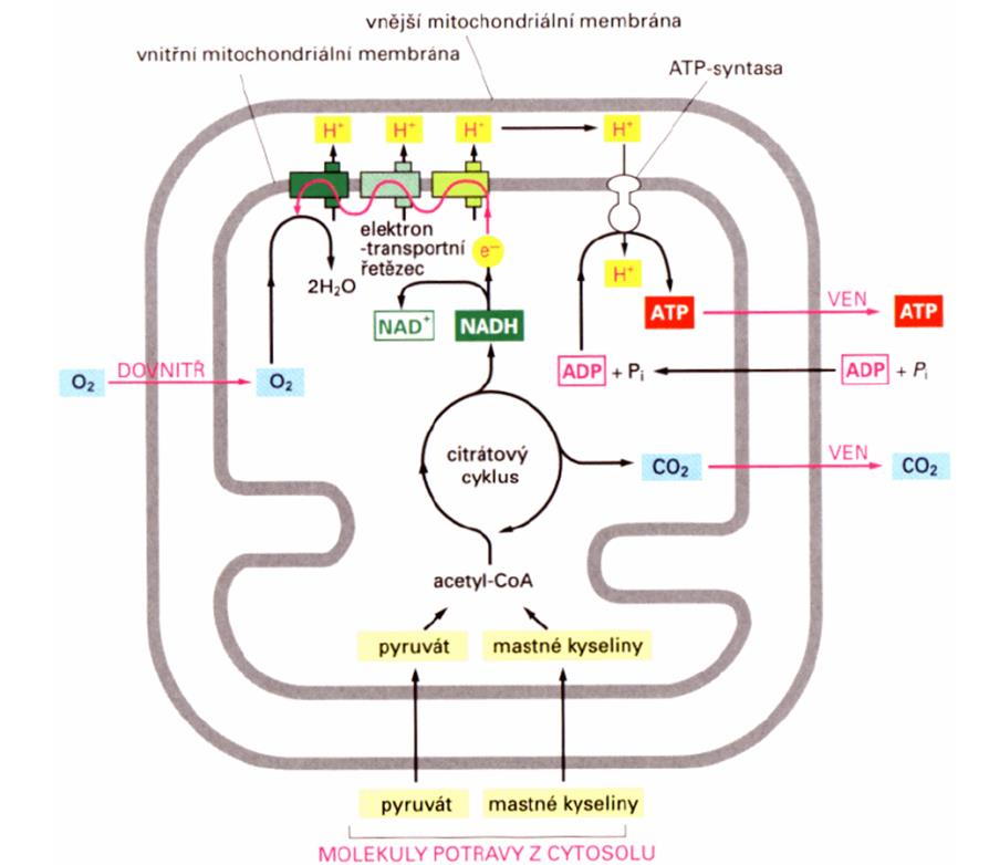 semiautonomní organely - mitochondrie Transport do mitochondrie hotové proteiny RNA (hlavně t-rna) některé metabolity ven z mitochondrie ATP některé metabolity Význam energetický metabolismus