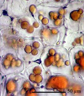 semiautonomní organely plastidy plastidy obecné pojmenování chloroplasty lipofilní pigmenty (karoteny, xanthofyly) etioplast za nedostatku světla, ztráta chlorofylu leukoplasty bez pigmentů, hlavně