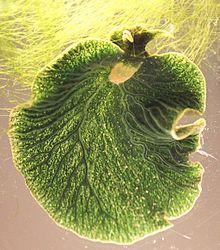 semiautonomní organely plastidy protoplastidy typ plastidu funkce charakteristické vlastnosti muroplast fotosyntéza chloroplast obklopený stěnou podobnou prokaryotám, v některých řasách rhodoplast