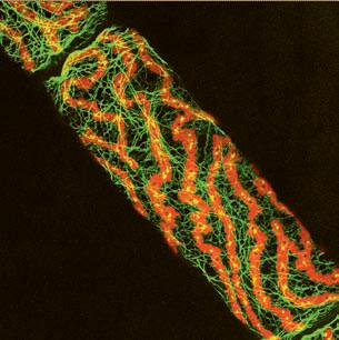 semiautonomní organely chloroplasty obvykle 2 x 5 µm (čočkovitý tvar); 1 až 200 v buňce od cytoplasmy oddělen dvojitou membránou uvnitř další membránový systém - thylakoidy (systém zploštělých váčků)