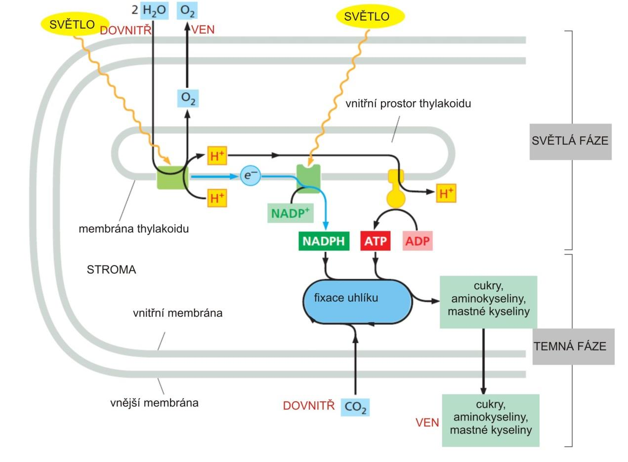 semiautonomní organely chloroplasty Funkce fotosyntéza syntéza chlorofylu biosyntéza