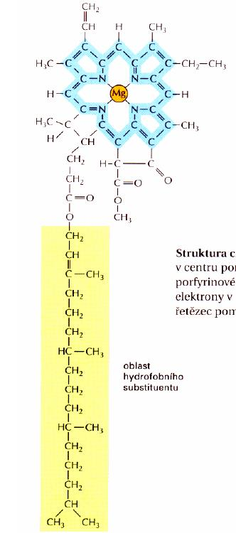 semiautonomní organely chloroplasty - fotosyntéza světlá fáze uložení energie ze světla do chemických