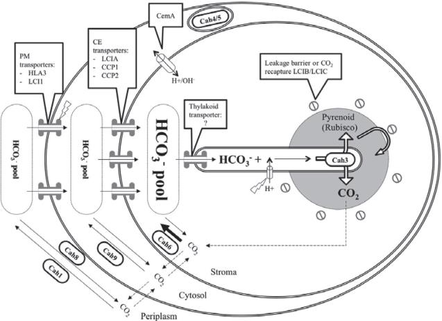 semiautonomní organely chloroplasty - fotosyntéza pyrenoid u řas a některých mechorostů speciální útvar v chloroplastech slouží ke zvyšování lokální koncentrace CO 2