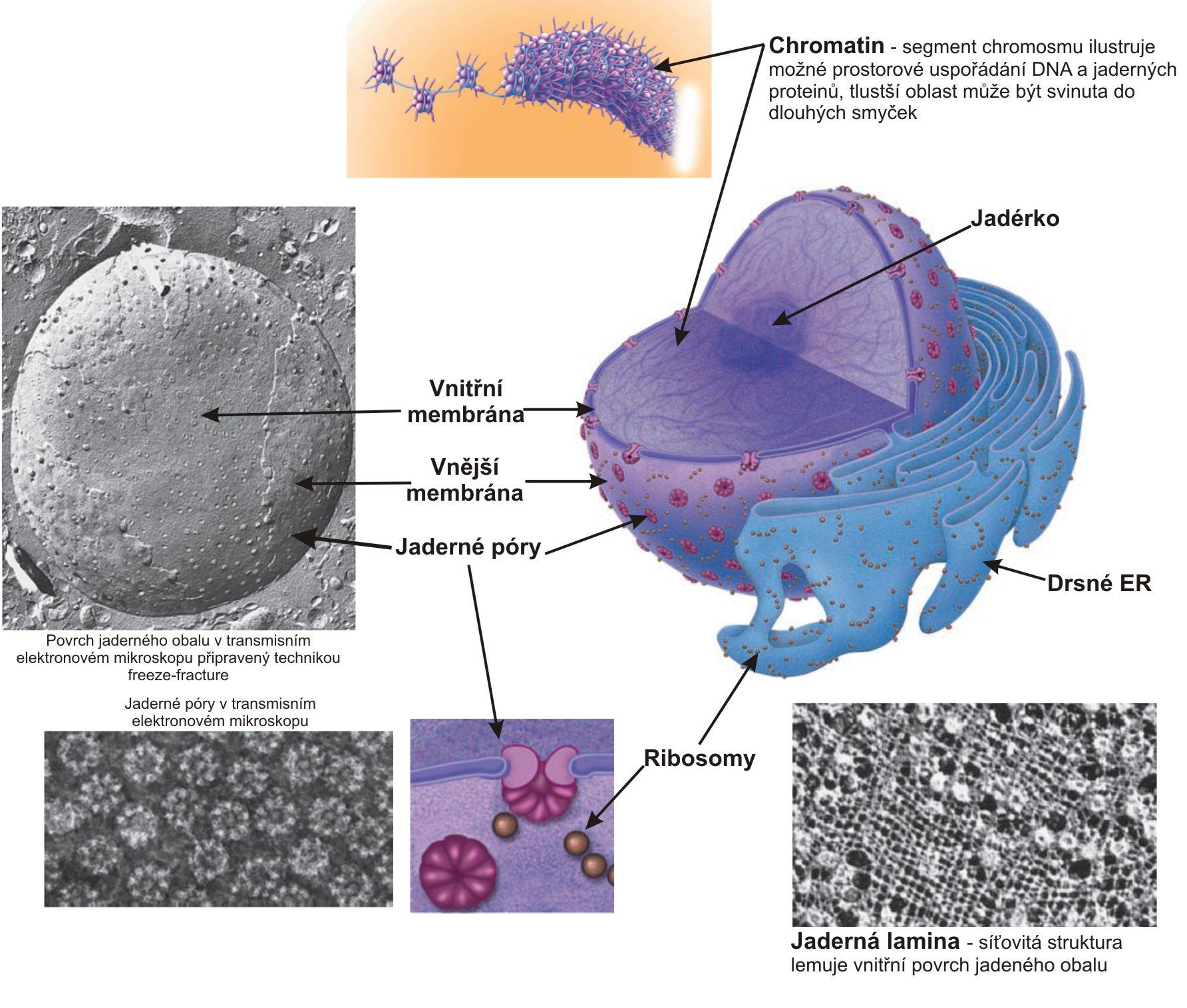 Campbell biology 10ed (Reece JB, Urry LA, Cain ML, Wasserman SA, Minorsky PV,