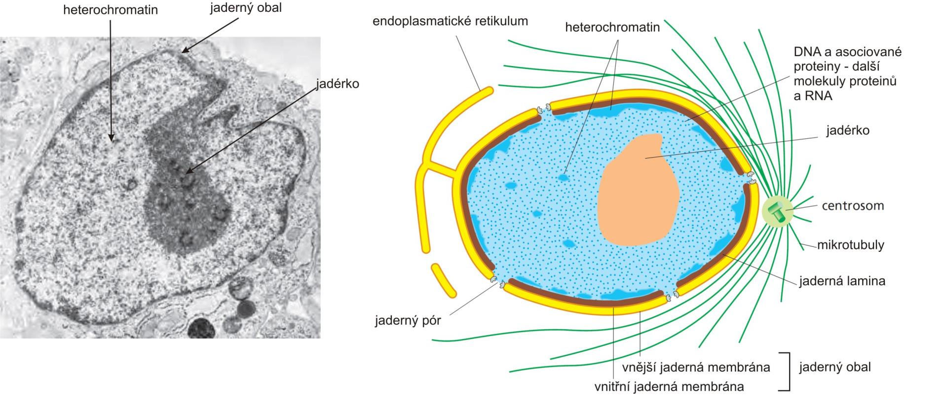 jádro The Molecular Biology of the Cell 6ed (Alberts B, Johnson A, Lewis J, Morgan