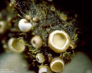 M O R F O L O G I E H U B Vývojově nejnižší skupiny hub (Myxomycota a část Chytridiomycet) nemají hyfy a netvoří podhoubí.