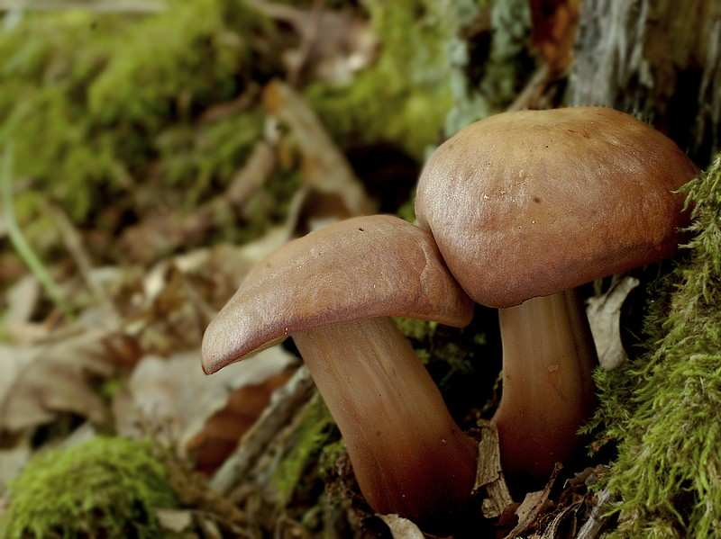 Foto Penízovka vřetenonohá (Gymnopus fusipes,