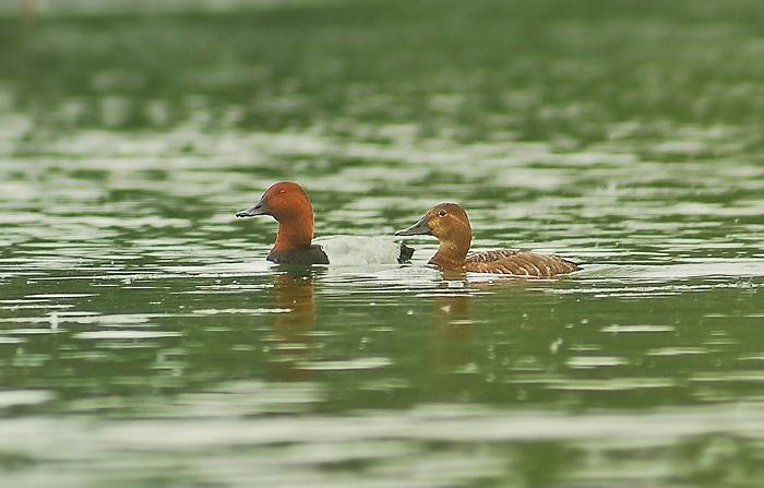 řád: vrubozobí (Anseriformes) čeleď: kachnovití (Anatidae)