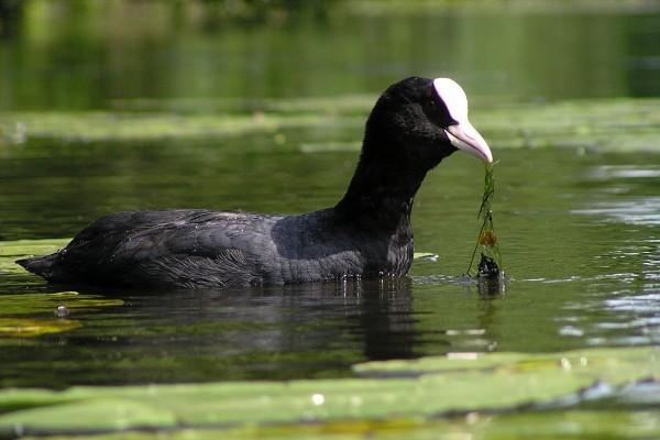 řád: krátkokřídlí (Gruiformes) čeleď: chřástalovití (Rallidae)