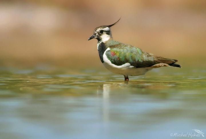 řád: dlouhokřídlí (Charadriiformes) čeleď: kulíkovití