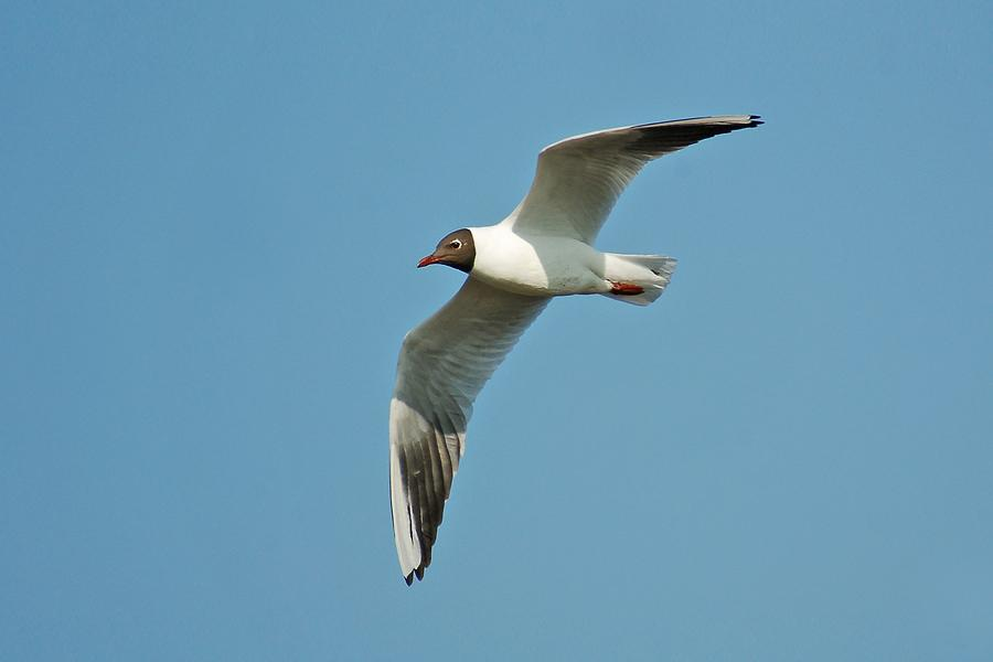 řád: dlouhokřídlí (Charadriiformes) čeleď: rackovití (Laridae)