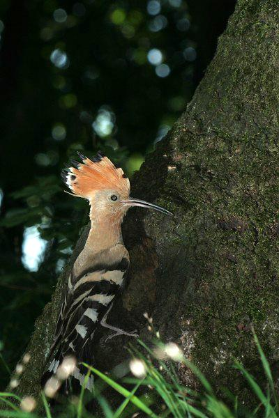 řád: srostloprstí (Coraciiformes) čeleď: dudkovití (Upupidae)