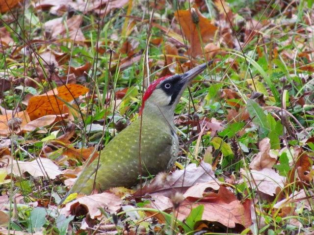 řád: šplhavci (Piciformes) čeleď: datlovití (Picidae)