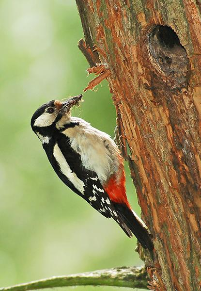 ČR, Studénka samice mají týl bez červené skvrny řád: šplhavci (Piciformes)