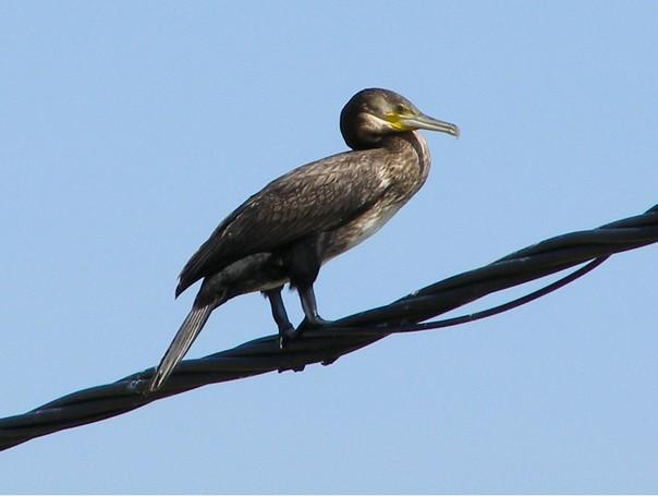 řád: veslonozí (Pelecaniformes) čeleď: kormoránovití