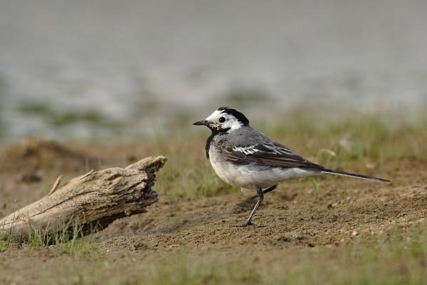 řád: pěvci (Passeriformes) čeleď: konipasovití (Motacillidae) konipas bílý