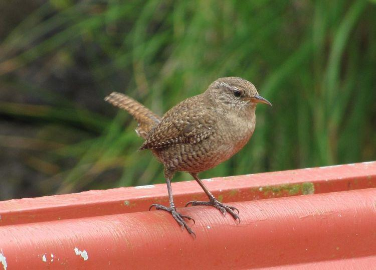 ČR, střední Morava řád: pěvci (Passeriformes) čeleď: střízlíkovití