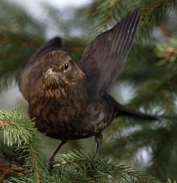 řád: pěvci (Passeriformes) čeleď: drozdovití (Turdidae) kos černý (Turdus