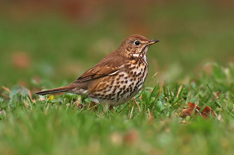 řád: pěvci (Passeriformes) čeleď: drozdovití (Turdidae)