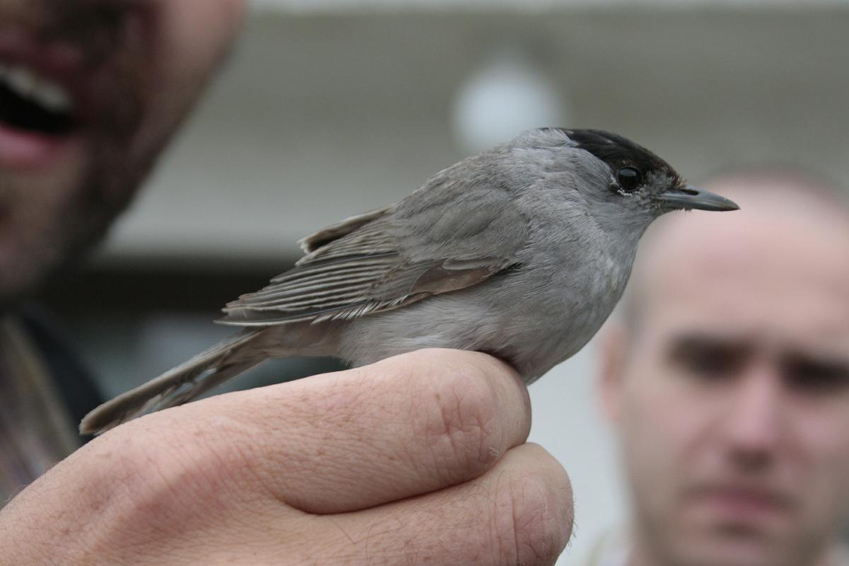 řád: pěvci (Passeriformes) čeleď: pěnicovití (Sylviidae) pěnice černohlavá (Sylvia