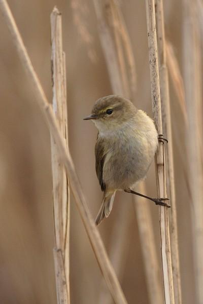 řád: pěvci (Passeriformes) čeleď: pěnicovití (Sylviidae) budníček menší