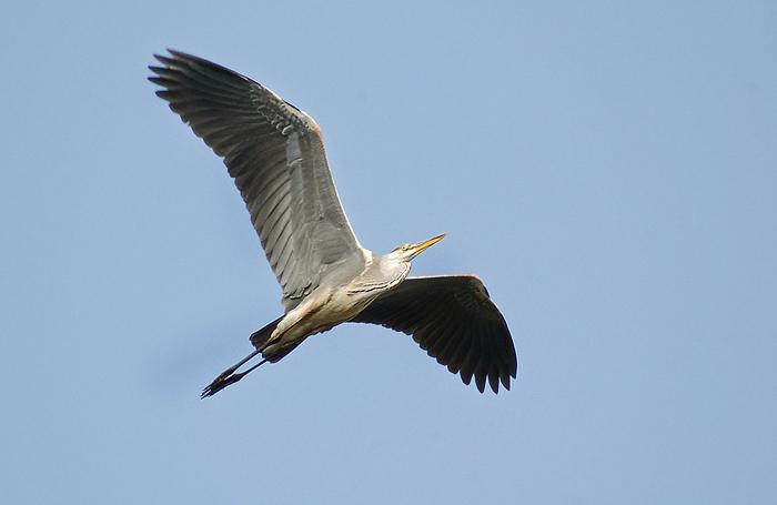 řád: brodiví (Ciconiiformes) čeleď: volavkovití (Ardeidae)