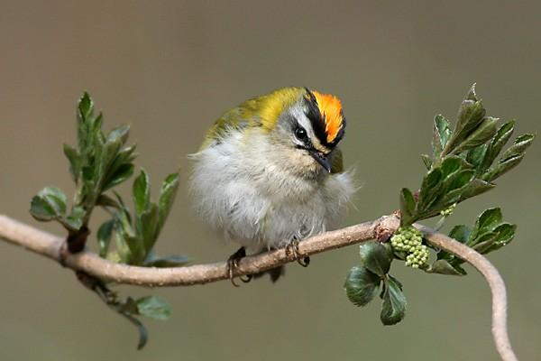 řád: pěvci (Passeriformes) čeleď: pěnicovití (Sylviidae) králíček ohnivý (Regulus