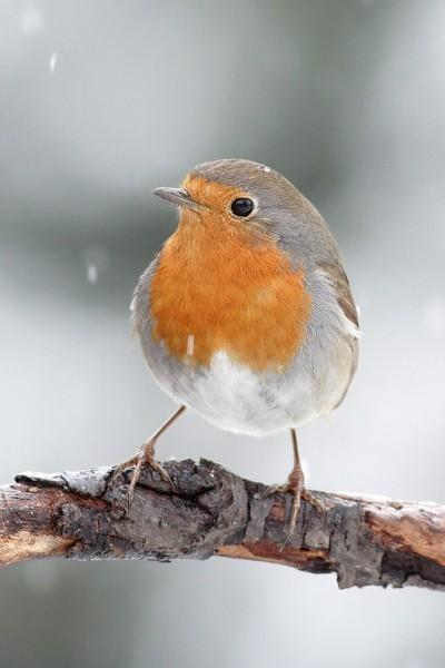 řád: pěvci (Passeriformes) čeleď: lejskovití (Muscicapidae) červenka obecná (Erithacus