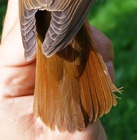 řád: pěvci (Passeriformes) čeleď: lejskovití (Muscicapidae) slavík obecný