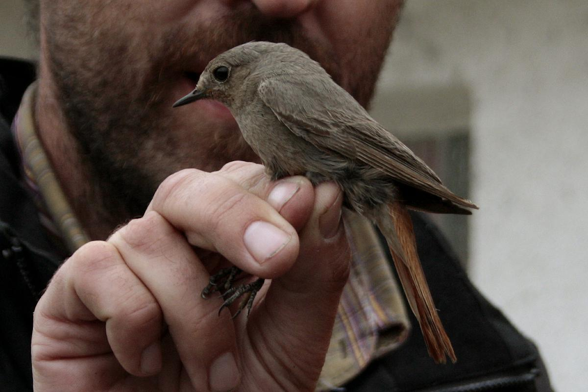 samci černí, samice a mladí hnědošedí řád: pěvci (Passeriformes) čeleď: lejskovití