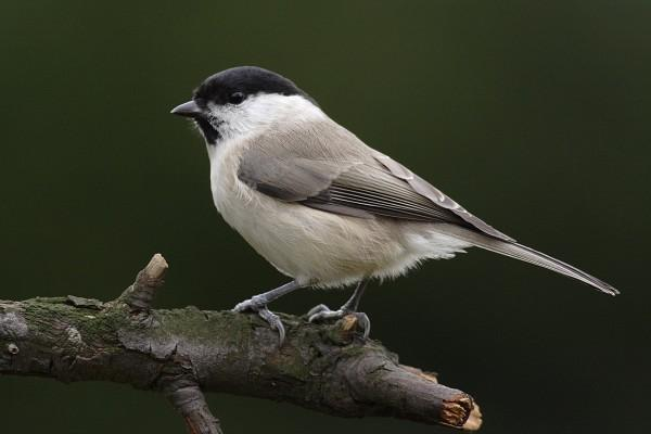 řád: pěvci (Passeriformes) čeleď: sýkorovití (Paridae) sýkora