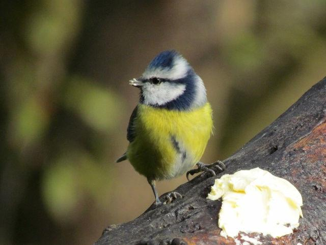 řád: pěvci (Passeriformes) čeleď: sýkorovití (Paridae) sýkora