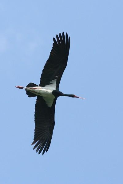 řád: brodiví (Ciconiiformes) čeleď: čápovití (Ciconiidae)