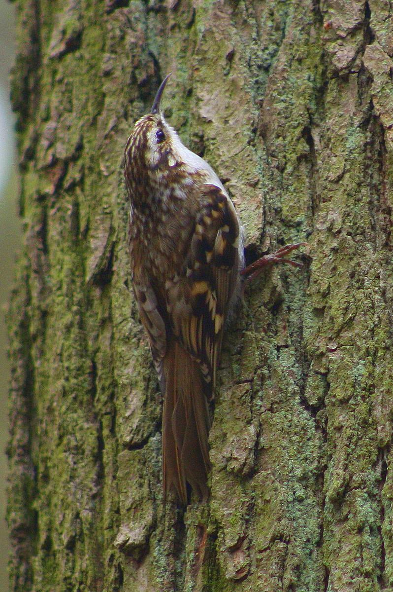 řád: pěvci (Passeriformes) čeleď: šoupálkovití (Certhiidae) šoupálek dlouhoprstý