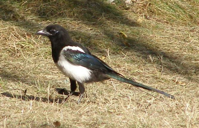 řád: pěvci (Passeriformes) čeleď: krkavcovití (Corvidae) straka obecná (Pica pica), juv.