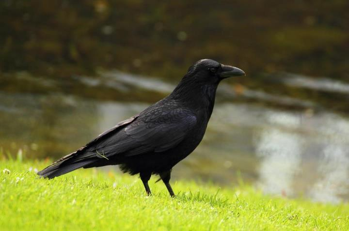 řád: pěvci (Passeriformes) čeleď: krkavcovití (Corvidae) vrána černá (Corvus