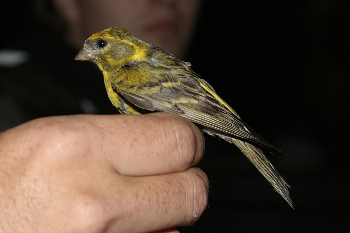 řád: pěvci (Passeriformes) čeleď: pěnkavovití (Fringillidae) zvonohlík