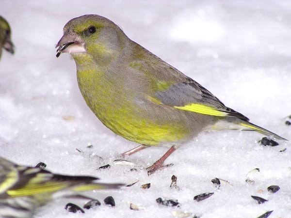 řád: pěvci (Passeriformes) čeleď: pěnkavovití (Fringillidae) zvonek zelený