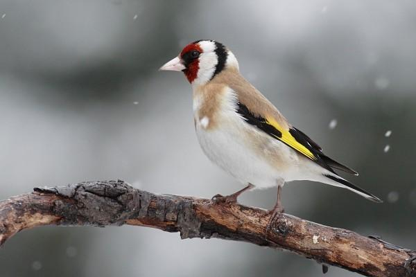 řád: pěvci (Passeriformes) červená maska čeleď: pěnkavovití (Fringillidae) stehlík