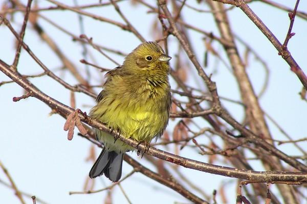 řád: pěvci (Passeriformes) čeleď: strnadovití (Emberizidae)