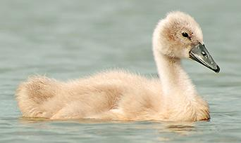 řád: vrubozobí (Anseriformes) čeleď: kachnovití (Anatidae)