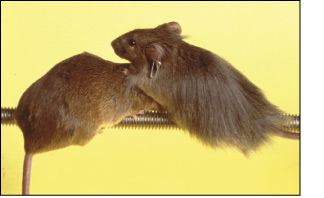 Chlupatá myš geneticky upravené zvíře Defektní gen